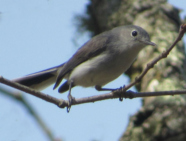 Blue-gray Gnatcatcher